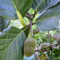 Artocarpus nobilis Thwaites